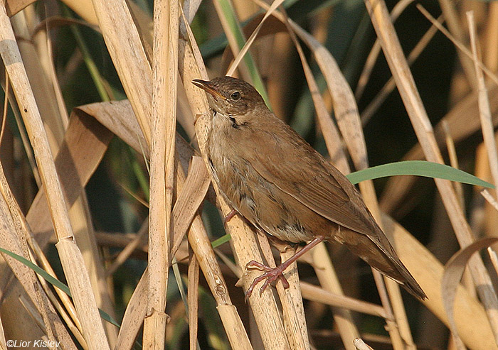    Savi's Warbler  Locustella luscinioides                  ,  2008.: 